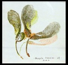 Maple fruits - not seeds  I was told by a botanista....